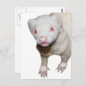 Albino Ferret Afbeelding Briefkaart (Voorkant / Achterkant)