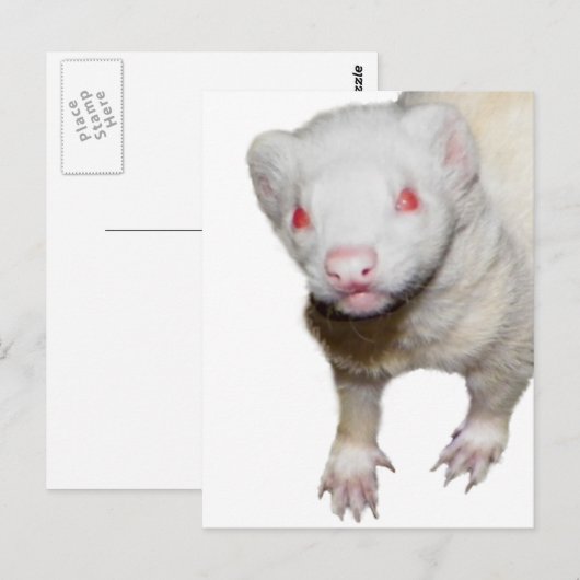 Albino Ferret Afbeelding Briefkaart (Voorkant / Achterkant)