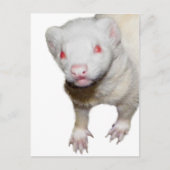 Albino Ferret Afbeelding Briefkaart (Voorkant)