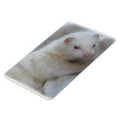 Albino Ferret Afbeelding Magneet (Linkerzijde)