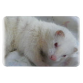 Albino Ferret Afbeelding Magneet (Horizontaal)