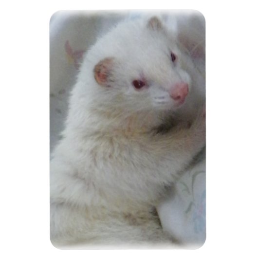 Albino Ferret Afbeelding Magneet (Verticaal)