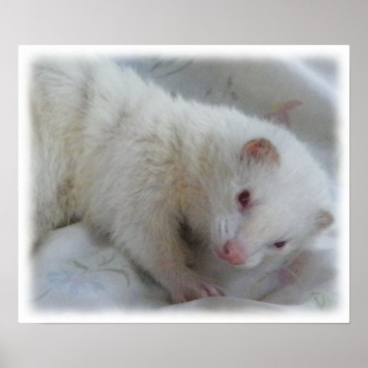 Albino Ferret Afbeelding Poster (Voorkant)