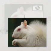 Albino Gray Squirrel Briefkaart (Voorkant / Achterkant)