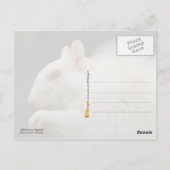 Albino Gray Squirrel Briefkaart (Achterkant)