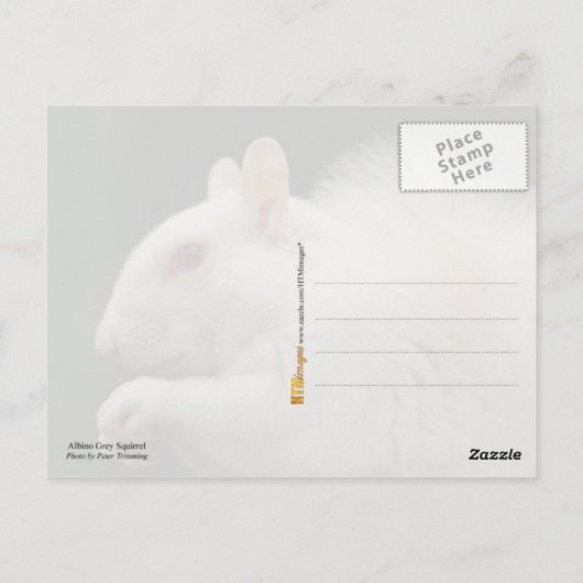 Albino Gray Squirrel Briefkaart (Achterkant)