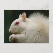 Albino Gray Squirrel Briefkaart (Voorkant)