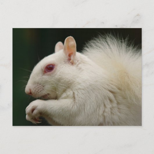 Albino Gray Squirrel Briefkaart (Voorkant)