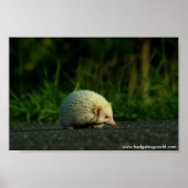Albino hedgehog poster (Voorkant)