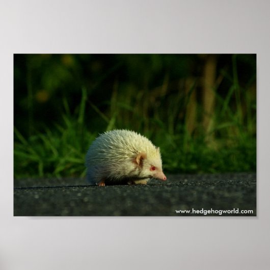 Albino hedgehog poster (Voorkant)