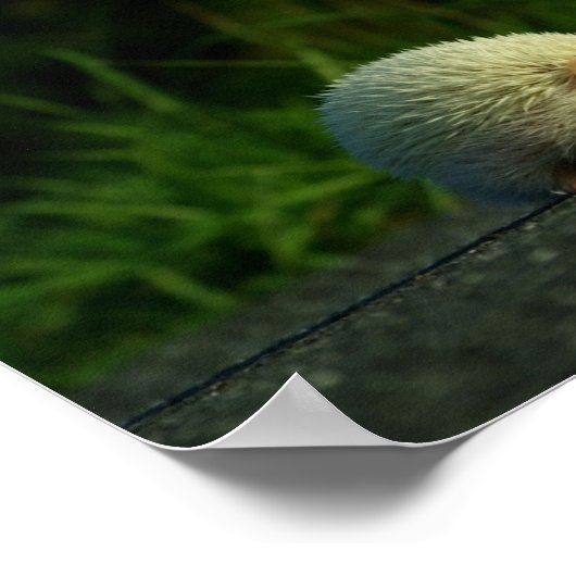Albino hedgehog poster (Hoek)