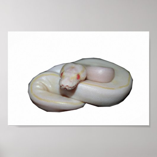 Albino Ivory Poster (Voorkant)