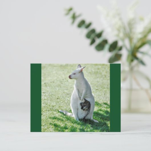 Albino kangaroo en zijn kleine briefkaart (Staand voorkant)