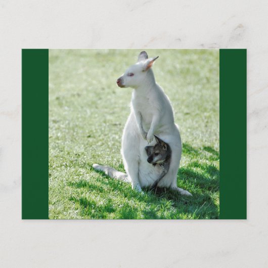 Albino kangaroo en zijn kleine briefkaart (Voorkant)