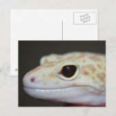 Albino Leopard Gecko Briefkaart (Voorkant / Achterkant)