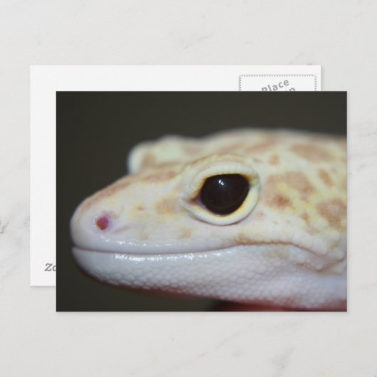 Albino Leopard Gecko Briefkaart (Voorkant / Achterkant)