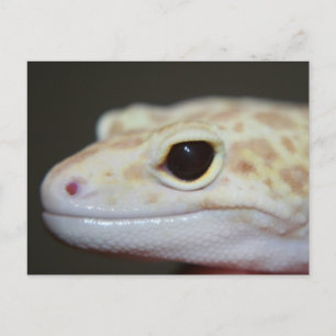 Albino Leopard Gecko Briefkaart