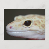 Albino Leopard Gecko Briefkaart (Voorkant)
