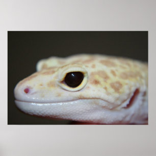 Albino Leopard Gecko sluit Poster af
