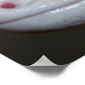 Albino Leopard Gecko sluit Poster af (Hoek)