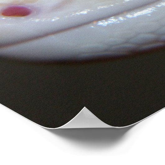 Albino Leopard Gecko sluit Poster af (Hoek)