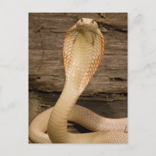 Albino Monacled Cobra, Naja kaouthia, gekookt Briefkaart