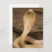 Albino Monacled Cobra, Naja kaouthia, gekookt Briefkaart (Voorkant / Achterkant)