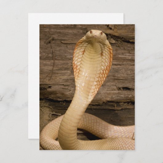 Albino Monacled Cobra, Naja kaouthia, gekookt Briefkaart (Voorkant / Achterkant)