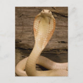 Albino Monacled Cobra, Naja kaouthia, gekookt Briefkaart (Voorkant)