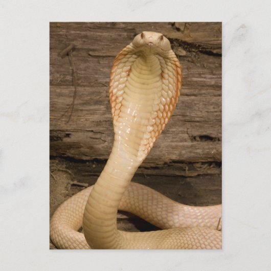 Albino Monacled Cobra, Naja kaouthia, gekookt Briefkaart (Voorkant)