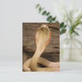 Albino Monacled Cobra, Naja kaouthia, gekookt Briefkaart (Staand voorkant)