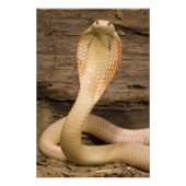 Albino Monacled Cobra, Naja kaouthia, gekookt Foto Afdruk (Voorkant)