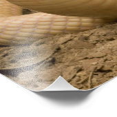 Albino Monacled Cobra, Naja kaouthia, gekookt Foto Afdruk (Hoek)