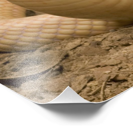 Albino Monacled Cobra, Naja kaouthia, gekookt Foto Afdruk (Hoek)