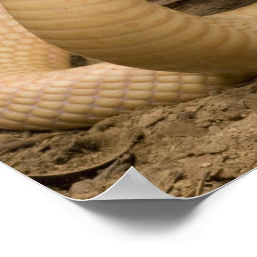 Albino Monacled Cobra, Naja kaouthia, gekookt Poster (Hoek)