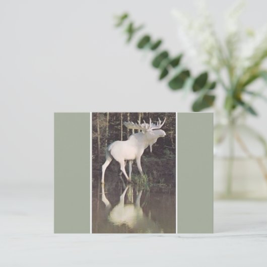 Albino Moose Briefkaart (Staand voorkant)