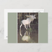 Albino Moose Briefkaart (Voorkant / Achterkant)