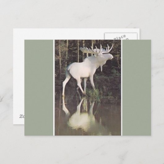 Albino Moose Briefkaart (Voorkant / Achterkant)