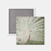 Albino pauock magneet (Voorkant / Achterkant)