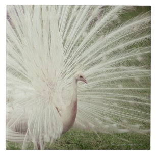 Albino pauock tegeltje