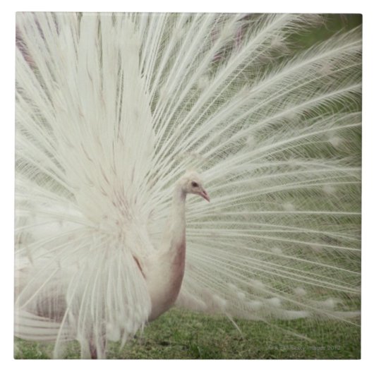 Albino pauock tegeltje (Voorkant)