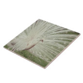 Albino pauock tegeltje (Zijkant)