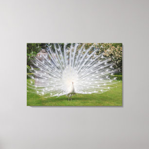 Albino Pauw Toont Veren Canvas Afdruk