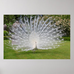 Albino Pauw Toont Veren Poster