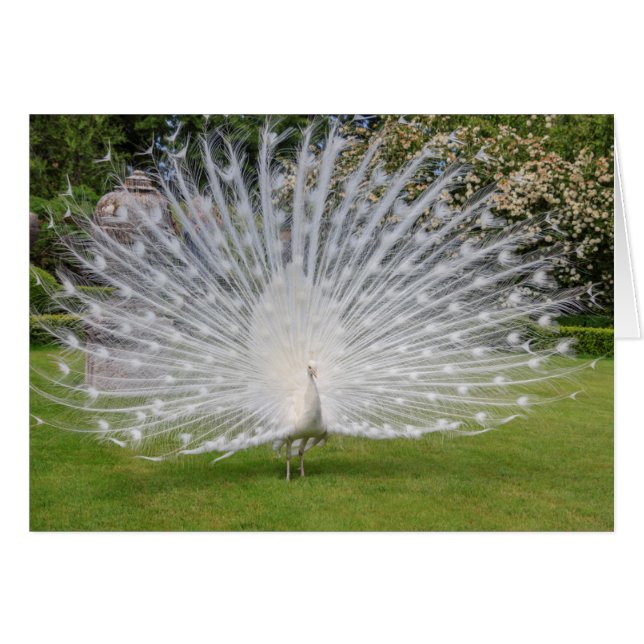 Albino Peacock-beeldschermen Veer (Voorkant Horizontaal)