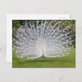 Albino Peacock-beeldschermen Veer Briefkaart (Voorkant / Achterkant)