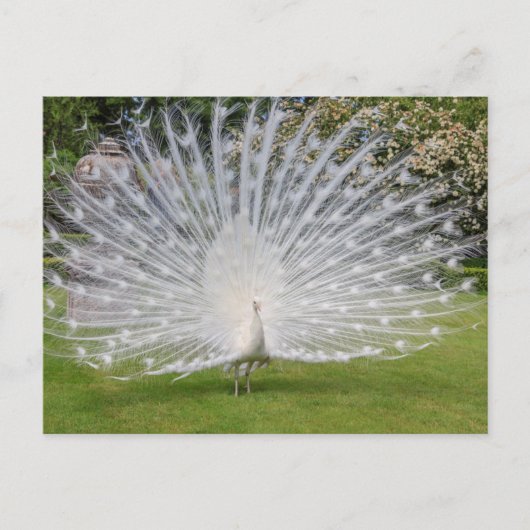 Albino Peacock-beeldschermen Veer Briefkaart (Voorkant)