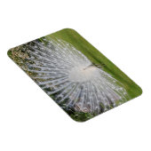 Albino Peacock-beeldschermen Veer Magneet (Rechterzijde)