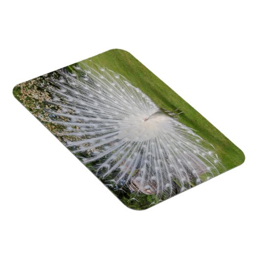 Albino Peacock-beeldschermen Veer Magneet (Rechterzijde)