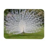 Albino Peacock-beeldschermen Veer Magneet (Horizontaal)